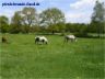 Saftiges Gras für Pferde